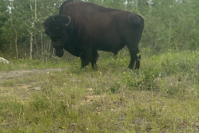 Bison Highway Wildlife Tour - What Past Participants Say
