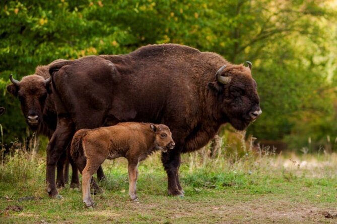 Bison Sanctuary, Vlad the Impaler Princely Court & Dracula Grave - What’s Included and What To Expect