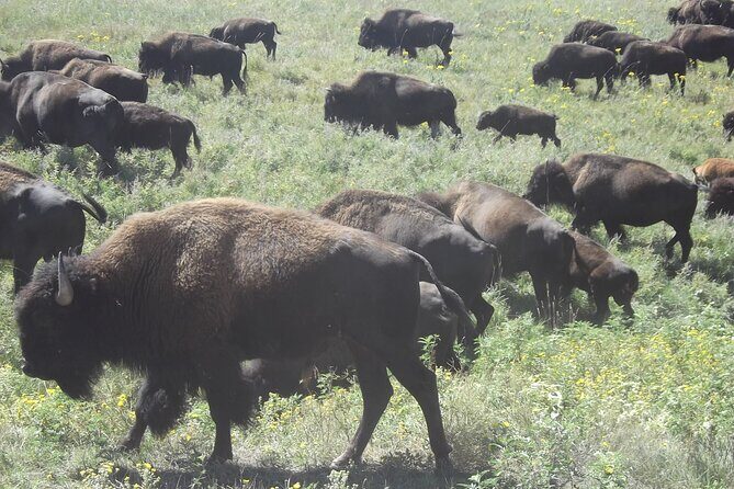 Black Hills Custom Private Day Tour - Final Thoughts: Is the Black Hills Custom Private Day Tour right for you?