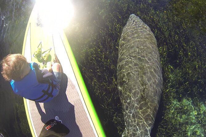 Blue Springs Kayak & Swim Wildlife Adventure - What Travelers Are Saying