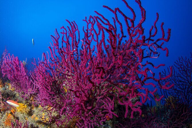 Bosa Diving Baptism - Analyzing the Value: Is It Worth It?