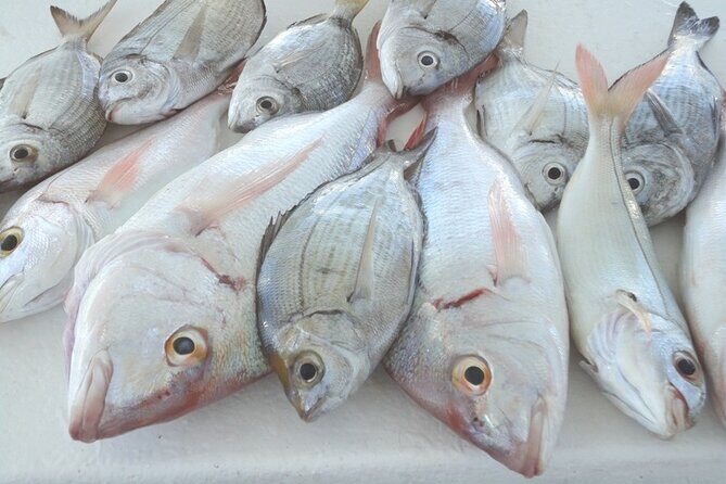 Bottom Fishing Activity from Quarteira - Detailed Breakdown of the Tour