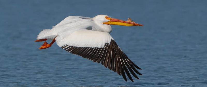 British Columbia: Bird Watching and Photography Tour - What to Expect