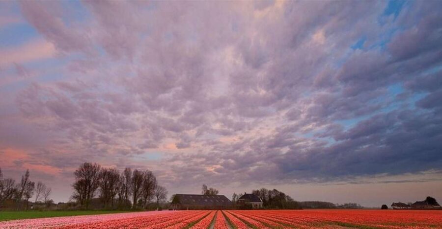 Brussels: Keukenhof, Tulips, and Delft Day Trip - Analyzing the Price and Value