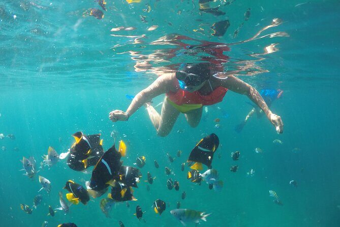 Cabo Pulmo Snorkel Adventure - What to Expect: A Full Day of Marine Adventure