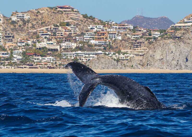 Cabo San Lucas: 2.5-Hour Whale Watching Tour - The Value of a Small Group