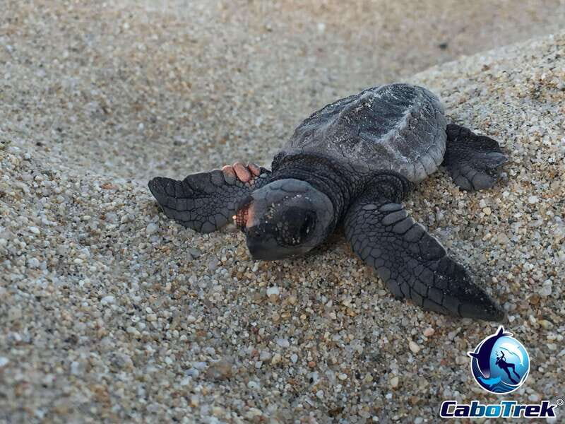 Cabo San Lucas: Baby Turtle Release Experience - Why This Tour Stands Out