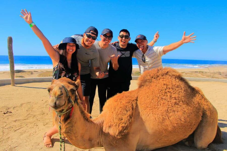 Cabo San Lucas: Camel Ride on the Beach - The Value and Overall Experience