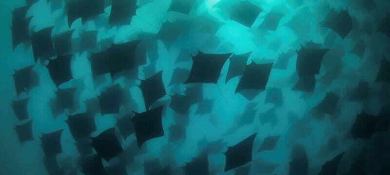 Cabo San Lucas: Marine Reserve Dive - Final Thoughts: Is It Worth It?