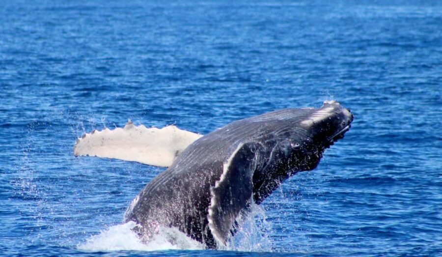 Cabo San Lucas: Private Whale Watching Yacht Excursion - What to Expect During Your Whale-Watching Yacht Ride