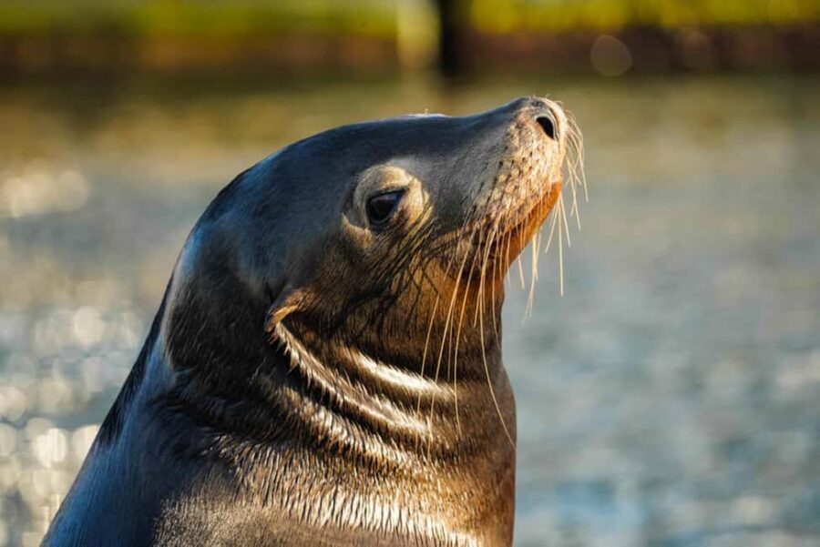 Cabo San Lucas: Sunset Cruise - Who Will Love This Tour?