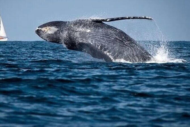 Cabo Whale Watching Tour: 2 Hours at Arch & Lovers Beach - The Whale Watching Experience: Up Close with Giants of the Sea