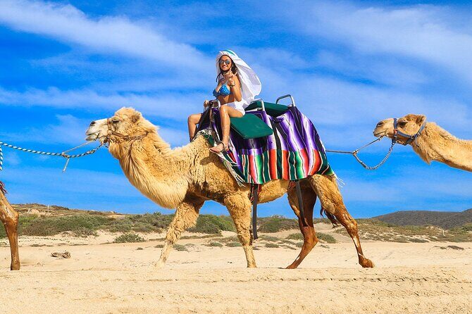 Camel Ride On The Beach at Los Cabos - An Overview of the Camel Ride Experience