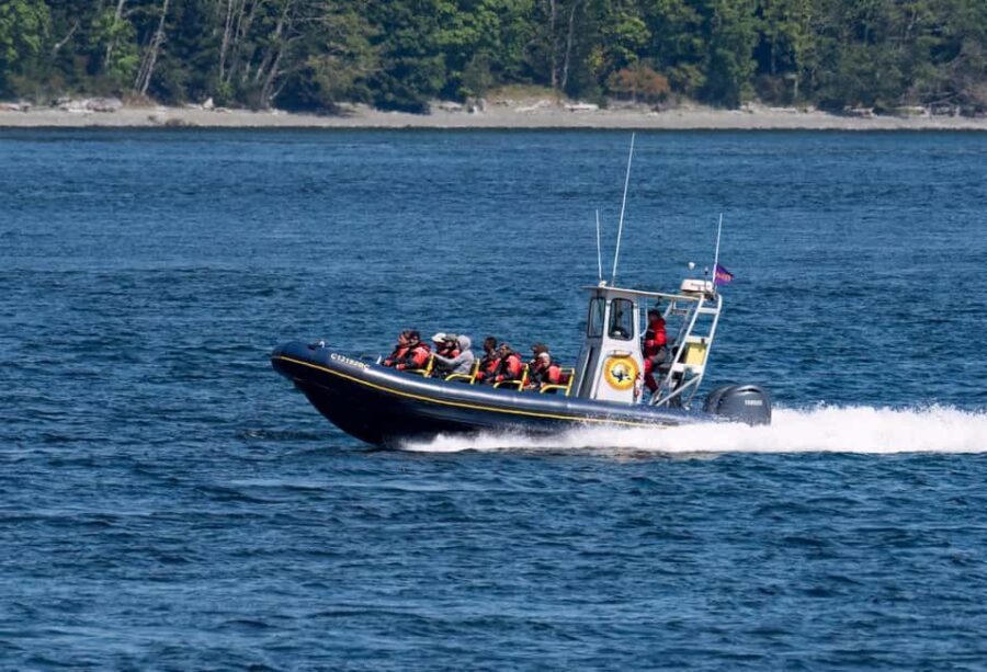 Campbell River: 4 Hour Whale & Wildlife Zodiac Boat Tour - What to Expect on the Tour