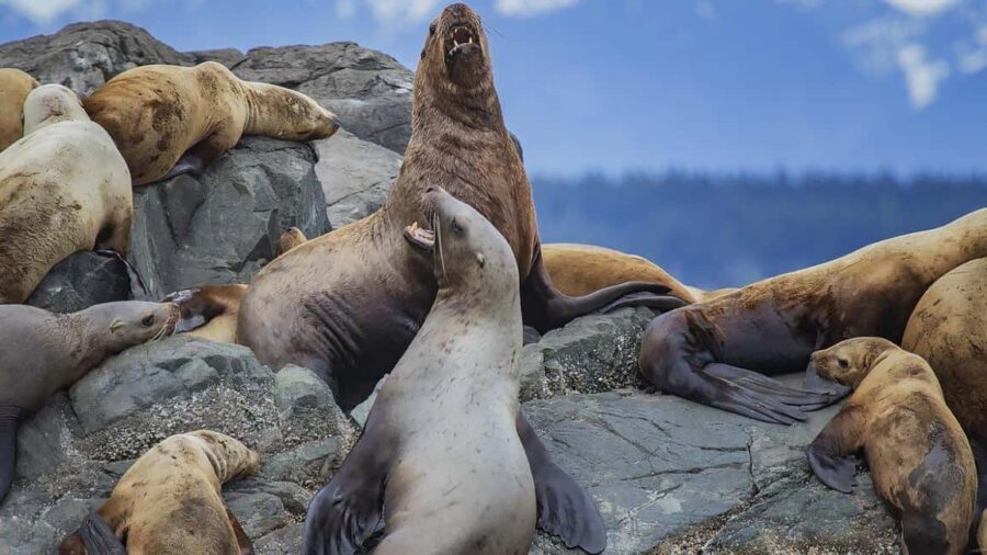 Campbell River: 7-Hour Big Animal Encounter Boat Tour - Analyzing the Value