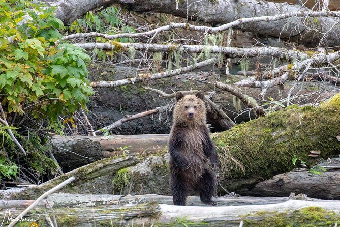 Campbell River, BC: Full Day Grizzly Bear Tour in Toba Inlet - Who Will Love This Tour?