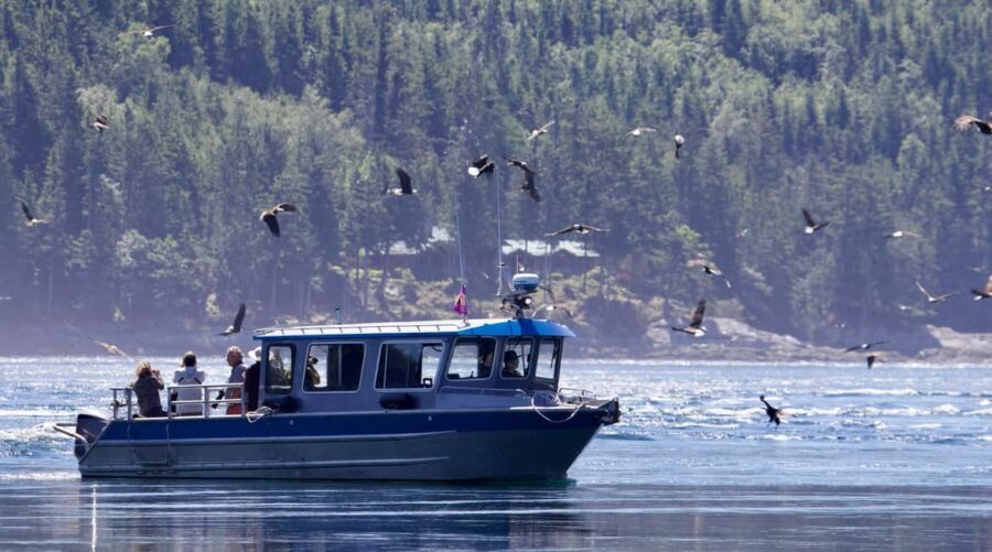 Campbell River: Grizzly Bear Expedition with Lunch - Practical Tips for Travelers