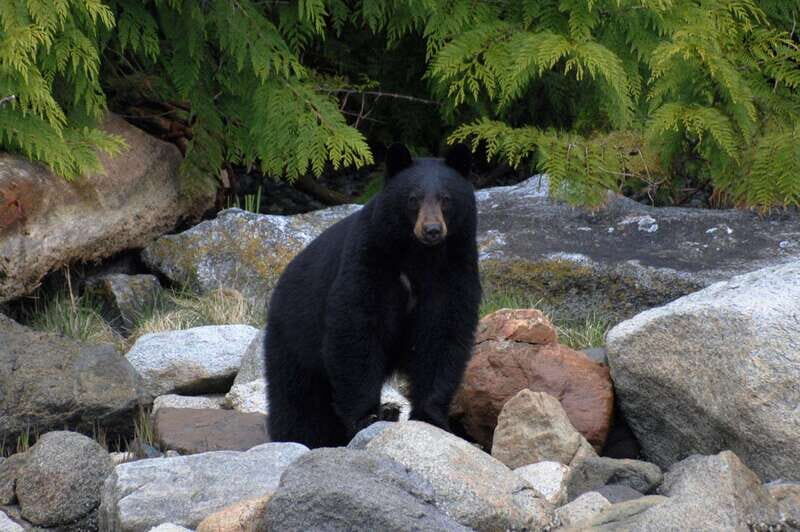Campbell River: Spring Bear Watching & Waterfalls Boat Tour - Final Thoughts