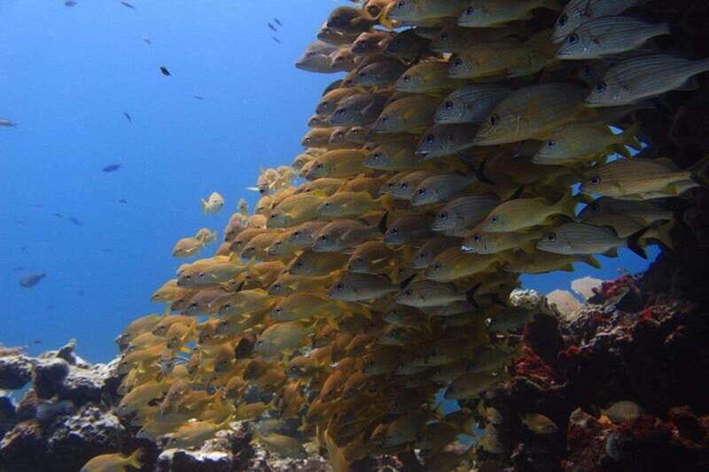 Cancun: Dive Underwater Museum & Manchones Reef - What Makes This Tour Stand Out?