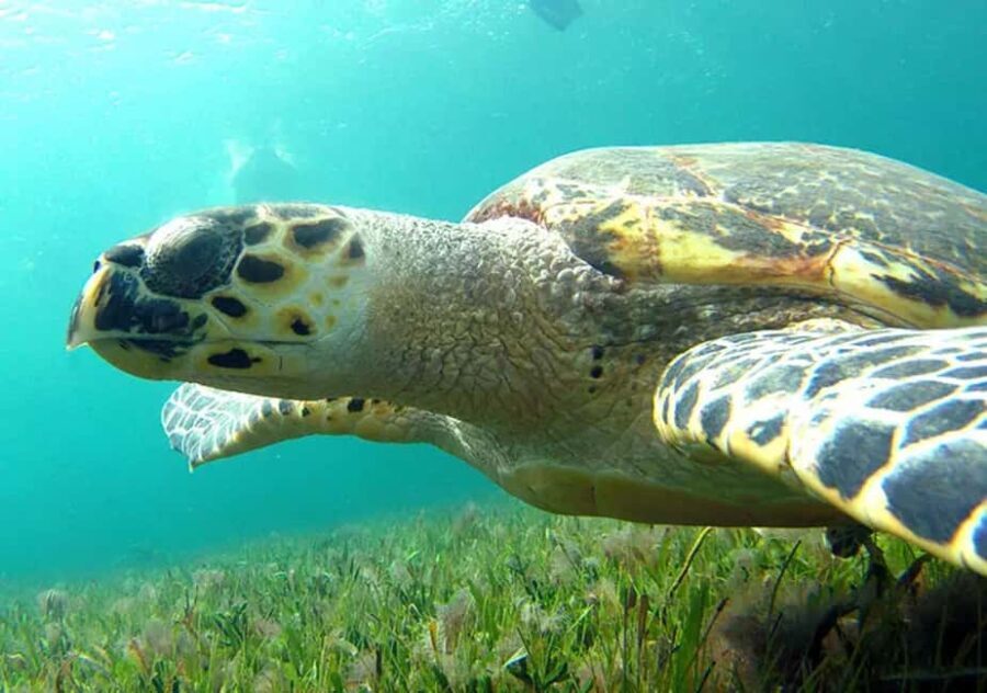 Cancun: Jungle Speedboat & Snorkeling Adventure - Why This Tour Is a Great Choice