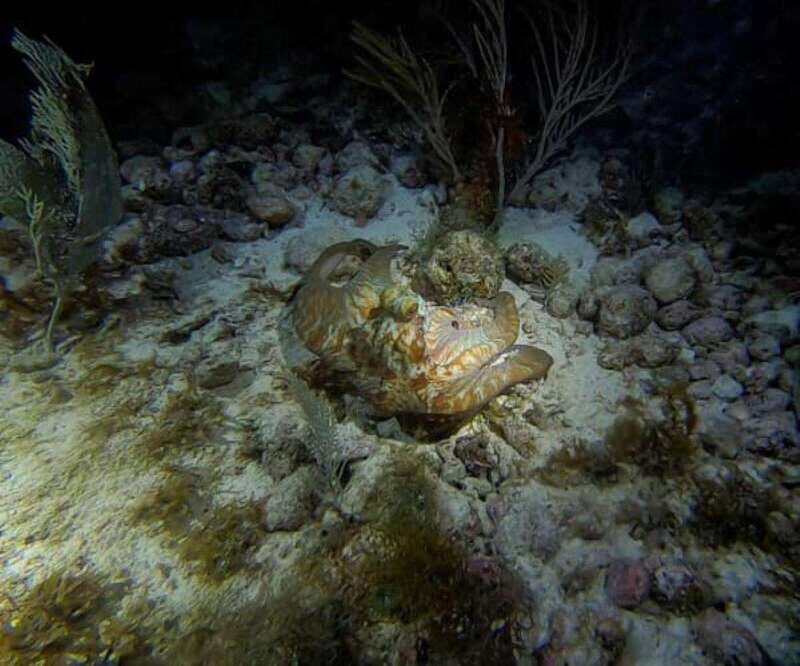 Cancun: Night Dive for Certified Divers - Detailed Breakdown of the Tour