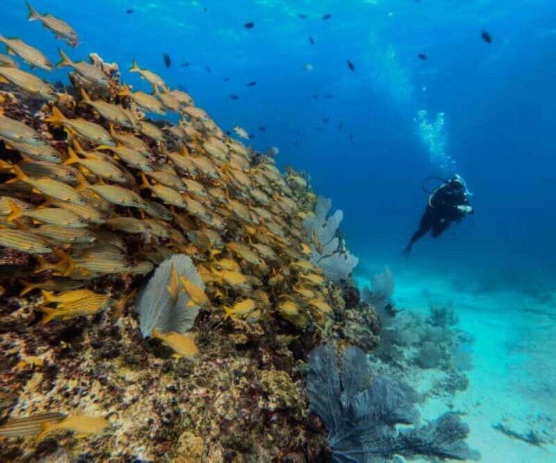 Cancun: PADI Open Water Diver Course - The Sum Up: Who Is This Tour Best For?