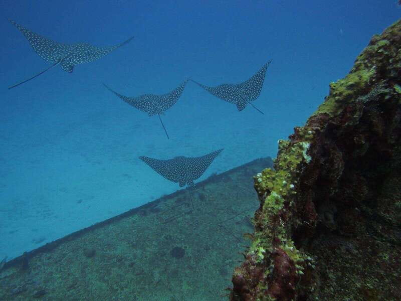 Cancun: Shipwreck & Reef for Certified Divers - Exploring the Wrecks: Why They Matter