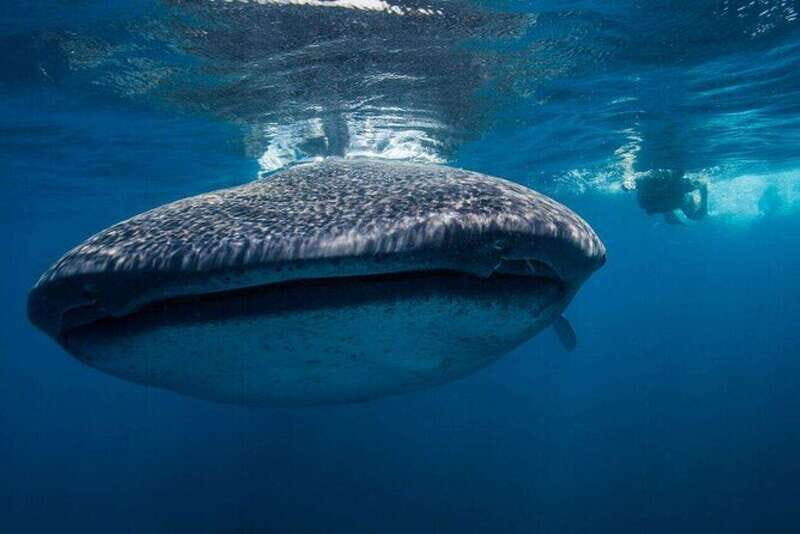 Cancun: Swim with Whale Sharks - The Main Event: Swimming with Whale Sharks