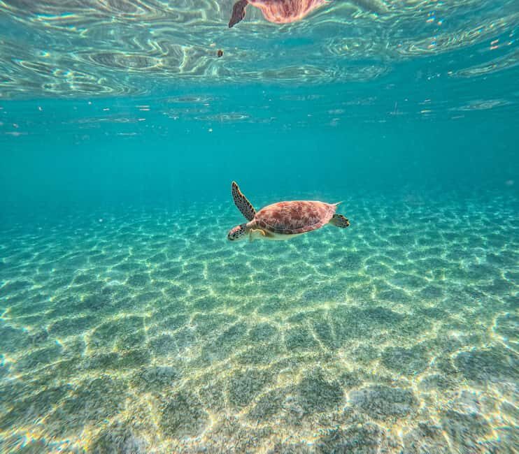 Cancun: Tulum Ruins, Akumal Turtles, Cenote & Caves Tour - The Itinerary: A Day Packed with Highlights