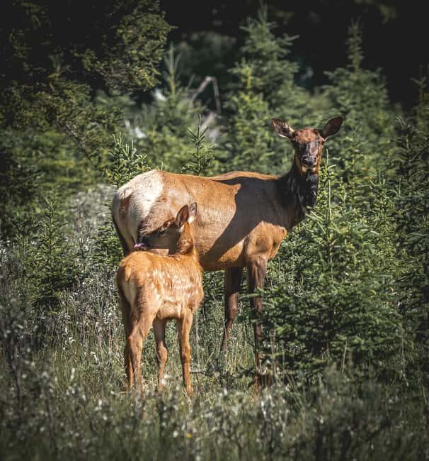 Canmore: 1.5 Hour Scenic Raft Tours in the Rockies - Who Should Consider This Tour?