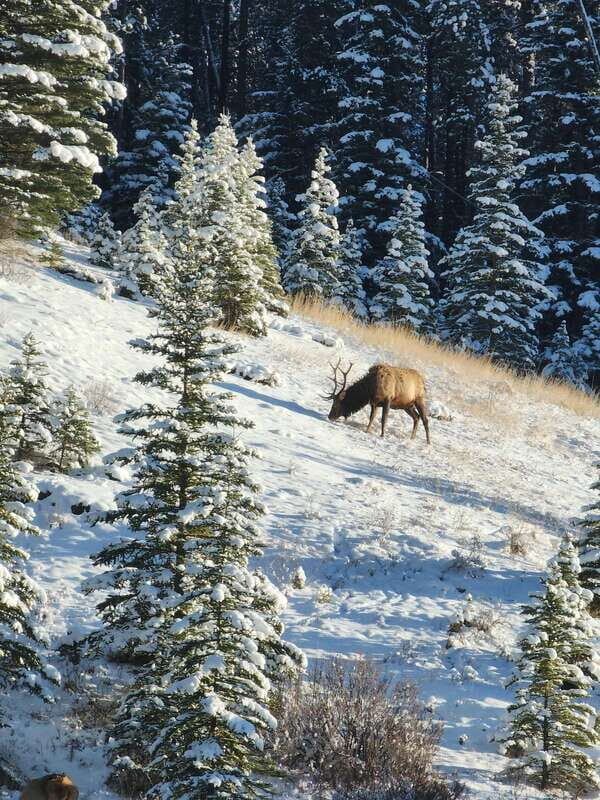 Canmore/Banff: Explore Banff & Wildlife - Authentic Traveler Experiences and Feedback