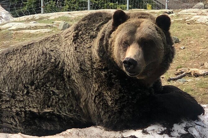 Capilano Br+Grouse Mtn+Dam+Lake+Hatchery/5in1CarTour+Small Group - What We Loved About This Tour