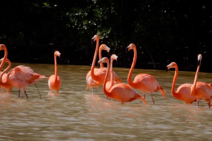 Celestún Flamingos, Beach, and Seafood Tour, leaving from Merida - What Sets This Tour Apart?