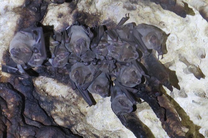 Cenotes diving Dos Ojos and The Bat Cave - Who Should Consider This Tour?