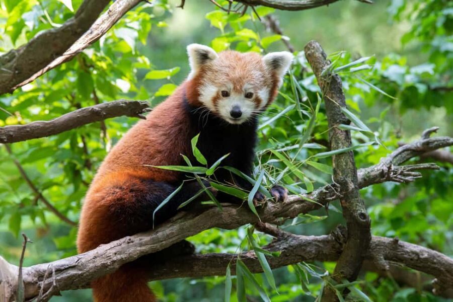 Central Park Zoo Entry Ticket - Who Will Love the Central Park Zoo?