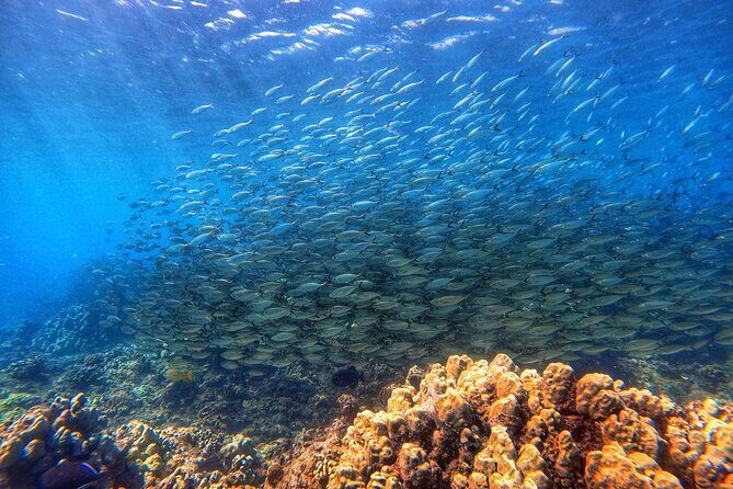 Certified Divers! Scuba dive the Ka'anapali Coast and more! - Authentic Marine Encounters and Community Impact