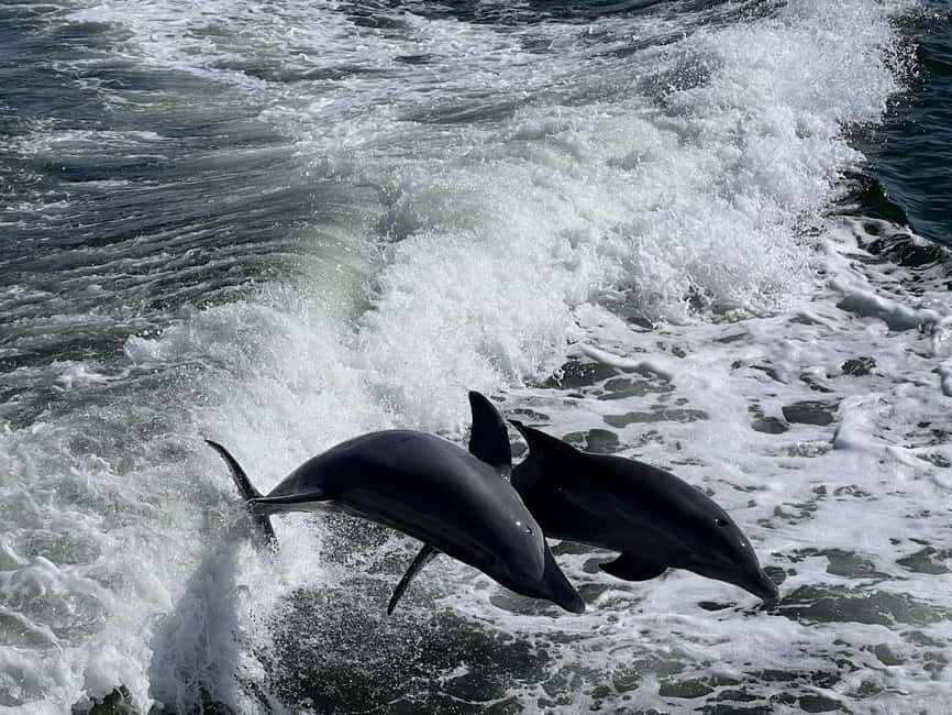 Charlotte Harbor: Dolphin Discovery Day Cruise - Key Points