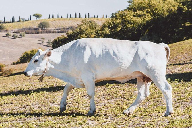 Chianina cattle Tour - Frequently Asked Questions