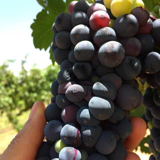 Chihuahua: Winery Tasting Experience - What Travelers Are Saying