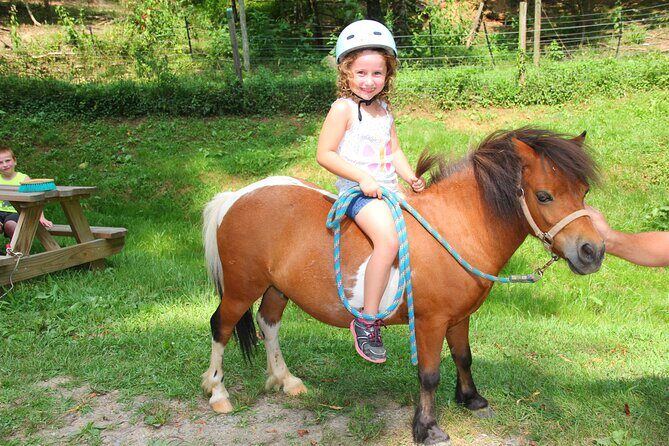 Children Mini Horse Rides - Authentic Feedback and Real-Life Insights