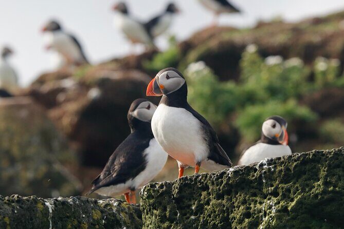 Classic Puffin Watching Cruise from Downtown Reykjavík - Why This Tour Offers Great Value