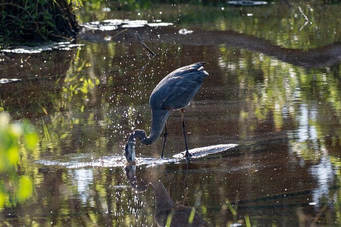 Coba and Punta Laguna Guided Birdwatching Private Tour - The Practicalities and Value