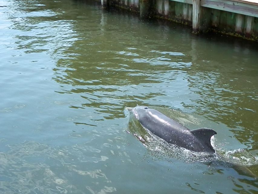 Cocoa Beach Dolphin and Wildlife Tour - What to Expect: The Itinerary