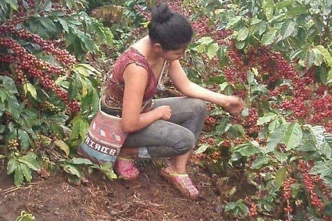 Coffee Plantation Experience - The Sum Up: Is It Worth It?