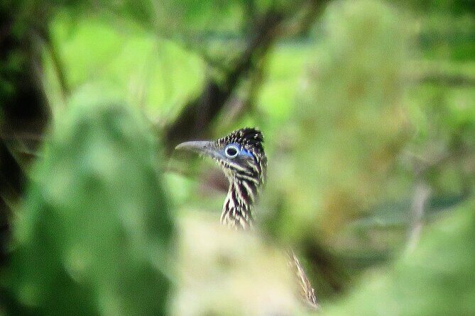 Colima Volcano Birdwatching Tour - Who Should Take This Tour?