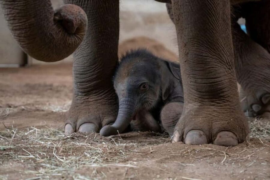 Columbus, OH: Columbus Zoo and Aquarium Entry Ticket - What We Loved and What to Watch For