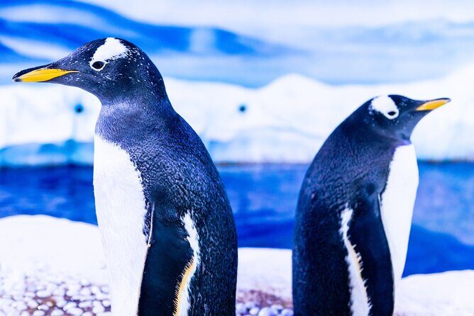 Combo Ticket: Madame Tussauds & SEA LIFE London Aquarium - Who Will Get the Most Out of This Experience?