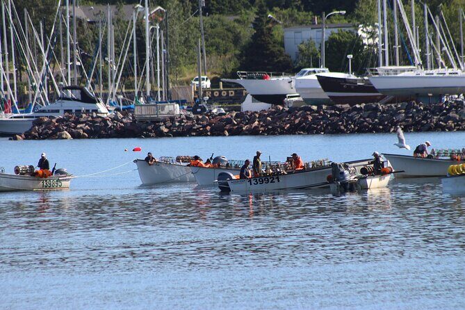 Conception Bay Tour Experience - Practical Considerations and Tips