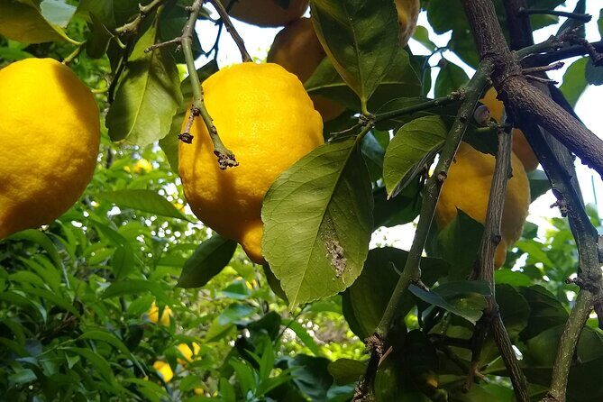 Cooking class in Capri for small groups - A Detailed Look at the Capri Cooking Class