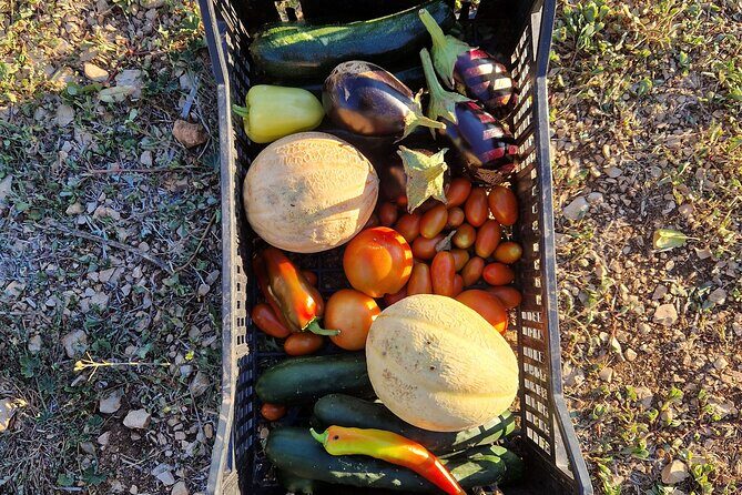 Cooking class on island Brac - Why This Tour Offers Excellent Value